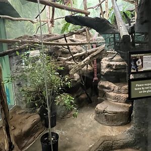 Geoffrey’s Marmoset Exhibit