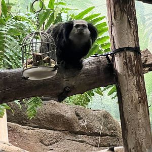 Geoffrey’s Marmoset