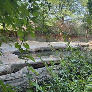 Hippopotamus Exhibit