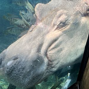 Hippopotamus