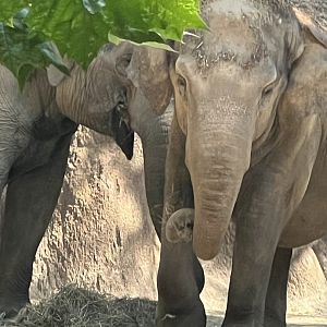 Asian Elephants