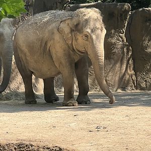 Asian Elephants