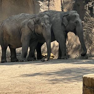 Asian Elephants