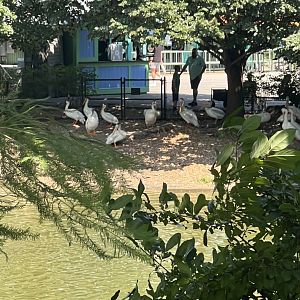 American White Pelicans