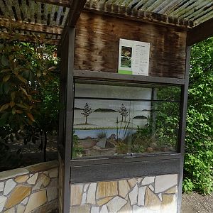 Outdoor terrarium for yellow-bellied toad