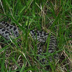 Common adder (Vipera berus)