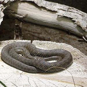 Dice snake (Natrix tessellata)