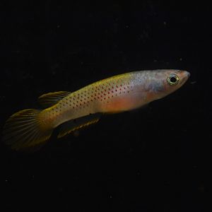 Zenker's killifish (Epiplatys aff. (grahami) zenkeri)
