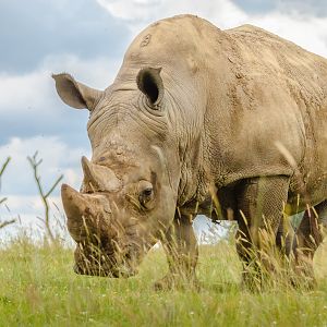 White rhinoceros : Whipsnade Zoo : 14 Jul 2024