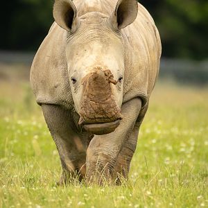 White rhinoceros : Whipsnade Zoo : 14 Jul 2024