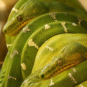 Emerald tree boa : Crocodiles of the World : 20 Jun 2024