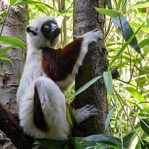 Coquerel's sifaka (Propithecus coquereli)