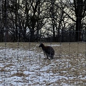 Red Necked Wallaby