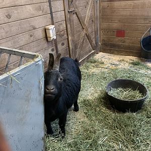 Goat in Franklin Farm