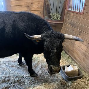 Dexter Cattle in Franklin Farm
