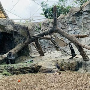 Western Lowland Gorilla’s