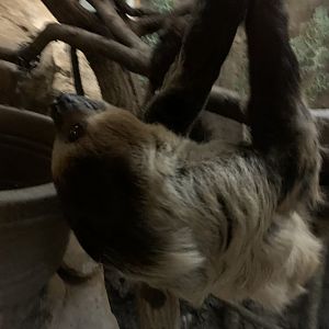 Linnea Two Toed Sloth