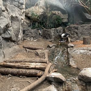 Saddle Billed Storks