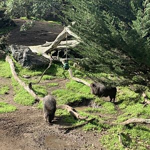 Peccaries