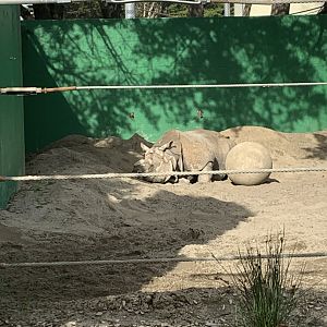 Greater One Horned Rhinoceros