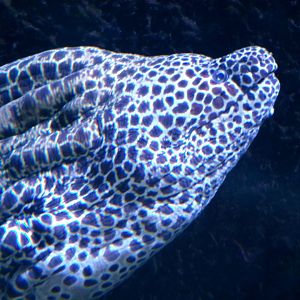 Laced moray