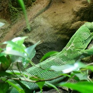 Green tree monitor