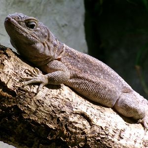 Merrem's Madagascar swift