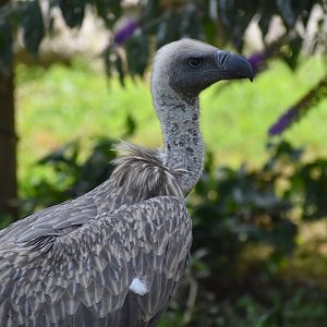White-backed Vulture - Gyps africanus