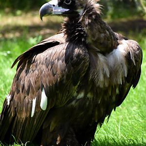 Cinereous Vulture - Aegypius monachus