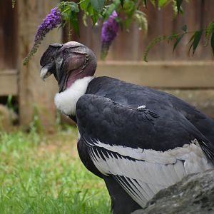 Andean Condor - Vultur gryphus