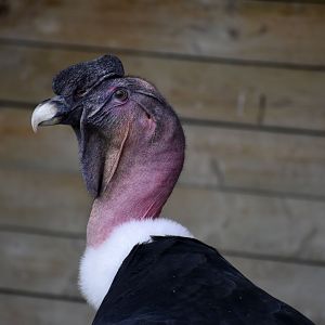 Andean Condor - Vultur gryphus
