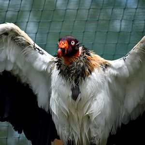 King Vulture - Sarcoramphus papa