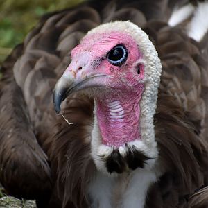 Hooded Vulture - Necrosyrtes monachus