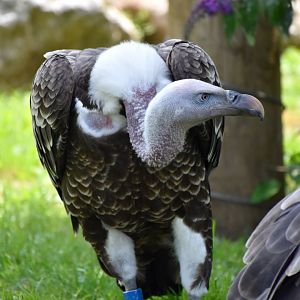 Rüppell's Vulture - Gyps rueppelli