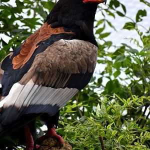 Bateleur - Terathopius ecaudatus