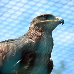 African Tawny Eagle - Aquila rapax rapax
