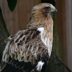 Booted Eagle - Hieraaetus pennatus