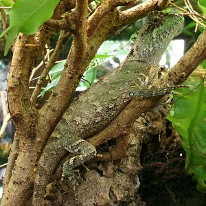 Brown horn-headed lizard