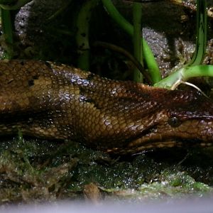 New Guinea ground boa