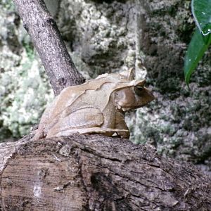 Solomon Island eyelash frog