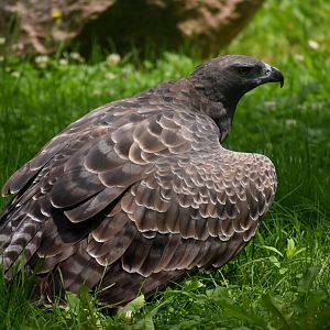 Martial Eagle - Polemaetus bellicosus