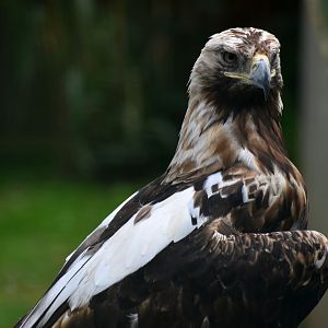 Spanish Imperial Eagle - Aquila adalberti