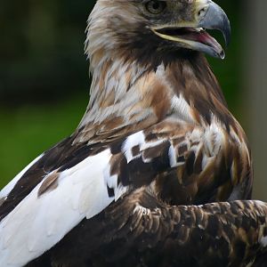 Spanish Imperial Eagle - Aquila adalberti