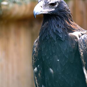 Wedge-tailed Eagle - Aquila audax