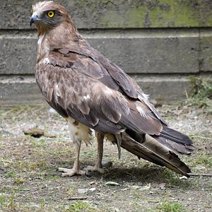 Short-toed Snake Eagle - Circaetus gallicus