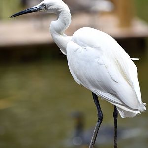 Little Egret - Egretta garzetta