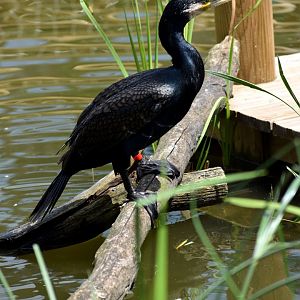 Great Cormorant - Phalacrocorax carbo