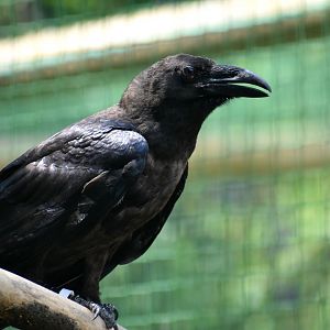 Northern Raven - Corvus corax