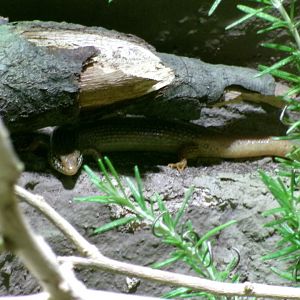 Ocellated skink