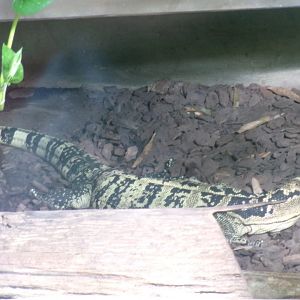Mindanao water monitor